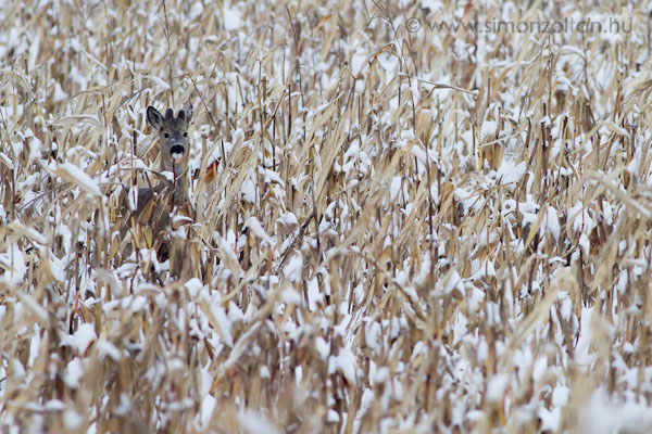 20101227_emlosok_0054.JPG - Eurpai z (Capreolus capreolus).