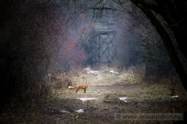 20101229_emlosok_0055.JPG - Vrs rka (Vulpes vulpes).