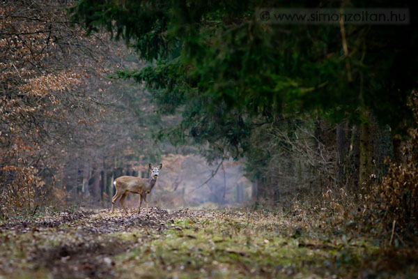 20110219_emlosok_0056.JPG - Eurpai z (Capreolus capreolus).