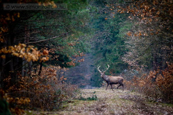 20110219_emlosok_0057.JPG - Gmszarvas (Cervus elaphus).