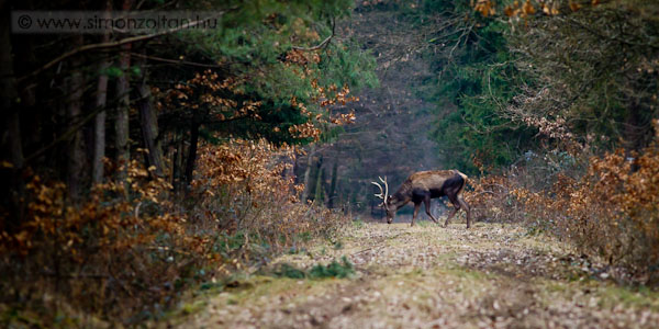 20110219_emlosok_0058.JPG - Gmszarvas (Cervus elaphus).