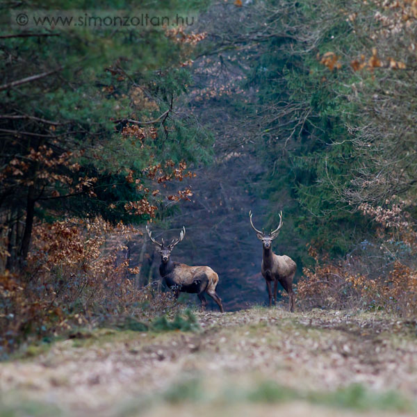 20110219_emlosok_0059.JPG - Gmszarvas (Cervus elaphus).