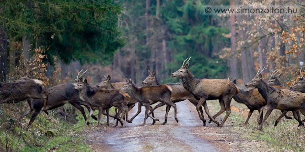 20110219_emlosok_0060.JPG - Gmszarvas (Cervus elaphus).