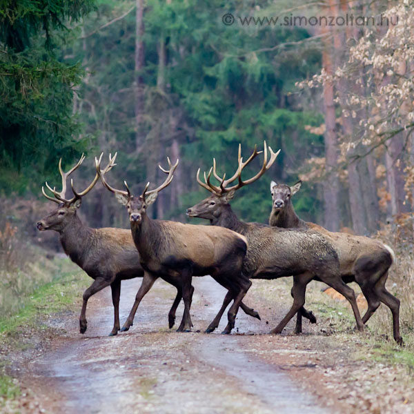 20110219_emlosok_0061.JPG - Gmszarvas (Cervus elaphus).