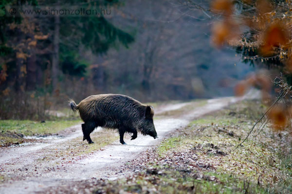 20110219_emlosok_0062.JPG - Vaddiszn (Sus scrofa).