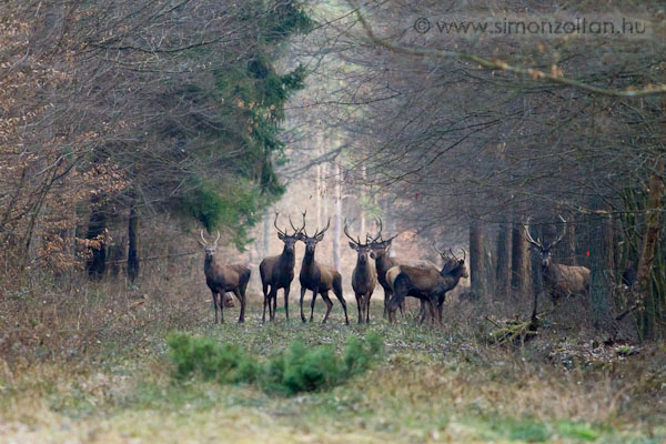 20110219_emlosok_0063.JPG - Gmszarvas (Cervus elaphus).