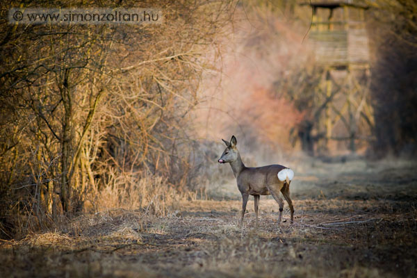 20110312_emlosok_0064.JPG - Eurpai z (Capreolus capreolus).