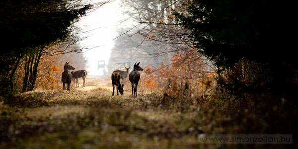 20110313_emlosok_0065.JPG - Gmszarvas (Cervus elaphus). pp egy fatnkn pihentnk a felesgemmel, mikor kijttek elnk a nyiladkra. 45 percet voltak kinn. Mi alig mozdultunk, be is grcslt a bal bicepszem, mert a gpet telstl az arcom eltt tartottam, mg az utols is eltnt.