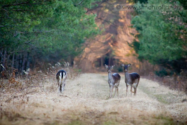 20110314_emlosok_0066.JPG - Dmszarvas (Dama dama).