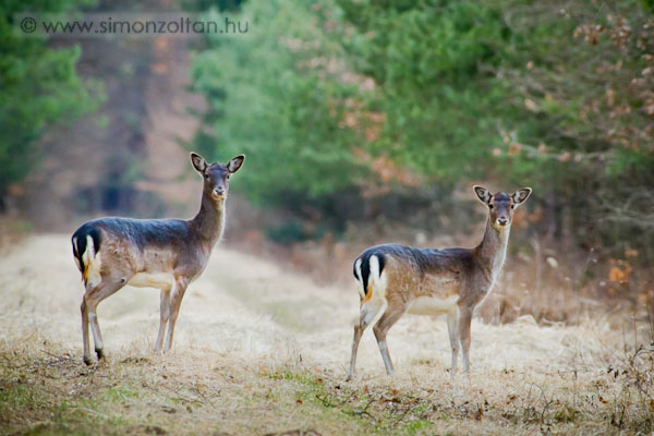 20110314_emlosok_0068.JPG - Dmszarvas (Dama dama).