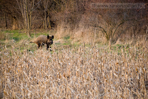 20110325_emlosok_0070.JPG - Vaddiszn (Sus scrofa).