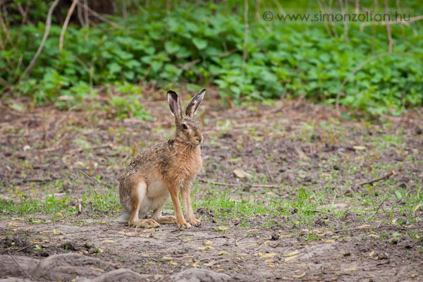 20110416_emlosok_0071.JPG - Mezei nyl (Lepus europaeus).