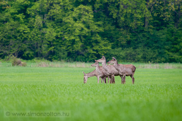 20110416_emlosok_0072.JPG - Gmszarvas (Cervus elaphus).