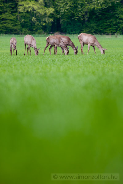 20110416_emlosok_0073.JPG - Gmszarvas (Cervus elaphus).