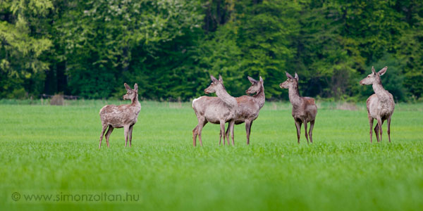 20110416_emlosok_0074.JPG - Gmszarvas (Cervus elaphus).