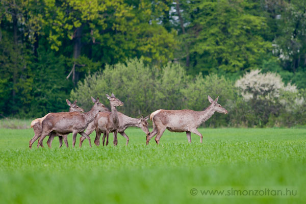 20110416_emlosok_0075.JPG - Gmszarvas (Cervus elaphus). A vezrtehenet hen kveti kis csapata.