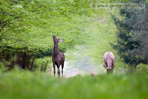 20110416_emlosok_0076.JPG - Gmszarvas (Cervus elaphus). Gynyr az erd. A tli nysges idkhz kpest nagy vltozs, van akinek le sem kell hajolni az lelemrt.