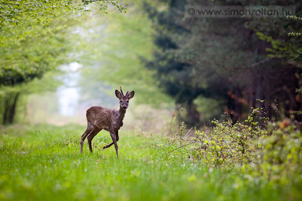 20110416_emlosok_0077.JPG - Eurpai z (Capreolus capreolus).