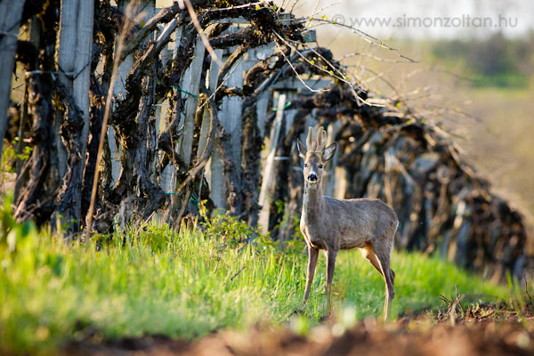 20110422_emlosok_0078.JPG - Eurpai z (Capreolus capreolus).