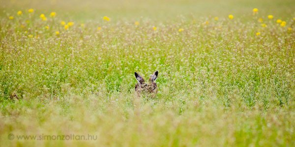 20110424_emlosok_0080.JPG - Mezei nyl (Lepus europaeus).