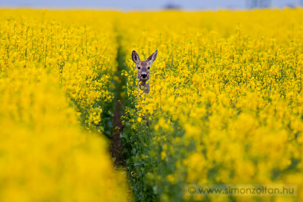 20110424_emlosok_0081.JPG - Eurpai z (Capreolus capreolus).