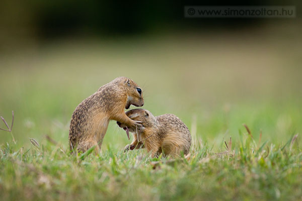 20110705_emlosok_0082.JPG - Kznsges rge (Spermophilus citellus).