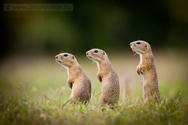 20110705_emlosok_0083.JPG - Kznsges rge (Spermophilus citellus).