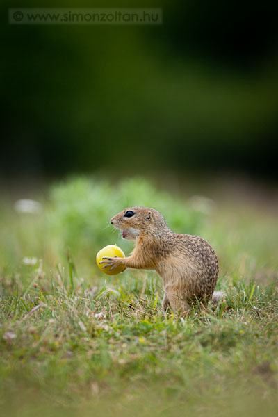 20110705_emlosok_0084.JPG - Kznsges rge (Spermophilus citellus).