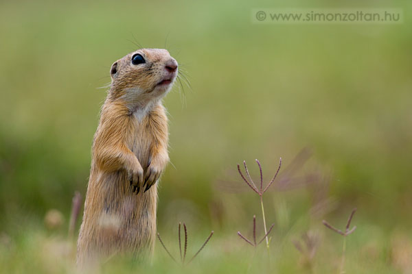 20110705_emlosok_0085.JPG - Kznsges rge (Spermophilus citellus).