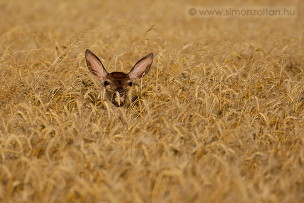 20110715_emlosok_0086.JPG - Gmszarvas (Cervus elaphus).