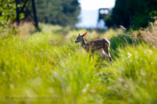 20110717_emlosok_0087.JPG - Dmszarvas borj (Dama dama).