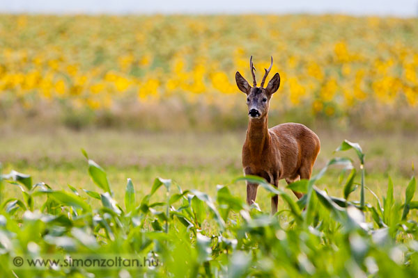 20110729_emlosok_0088.JPG - Eurpai z (Capreolus capreolus).