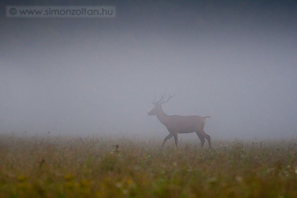 20110827_emlosok_0089.JPG - Gmszarvas (Cervus elaphus).