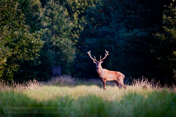 20110921_emlosok_0090.JPG - Gmszarvas (Cervus elaphus).