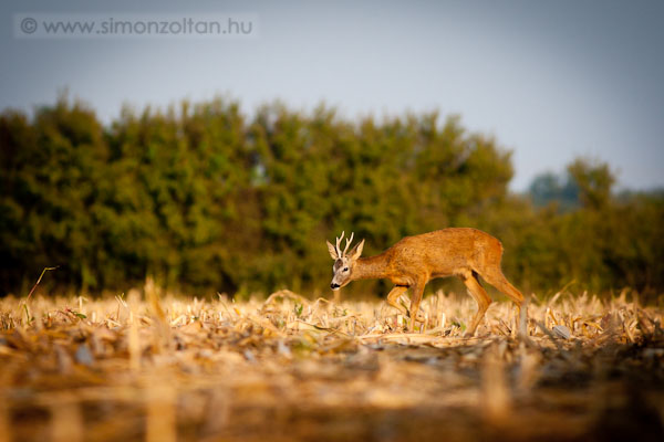 20110921_emlosok_0091.JPG - Eurpai z (Capreolus capreolus).