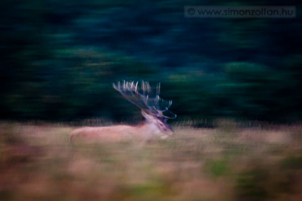 20110921_emlosok_0092.JPG - Gmszarvas (Cervus elaphus).