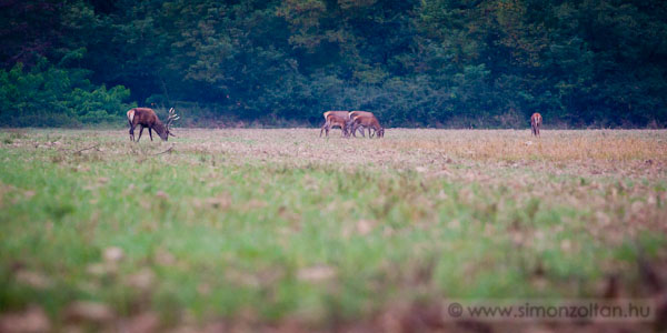 20110924_emlosok_0094.JPG - Gmszarvas (Cervus elaphus).