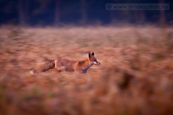 20110925_emlosok_0095.JPG - Vrs rka (Vulpes vulpes).