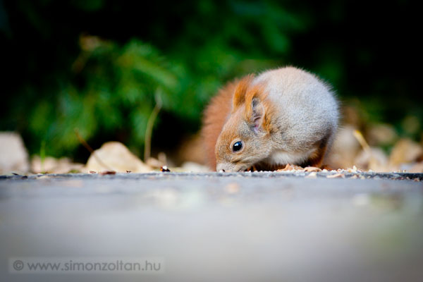 20111113_emlosok_0096.JPG - Eurpai mkus (Sciurus vulgaris).