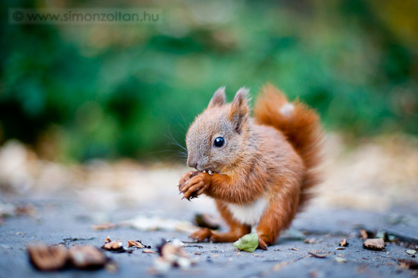 20111113_emlosok_0097.JPG - Eurpai mkus (Sciurus vulgaris).