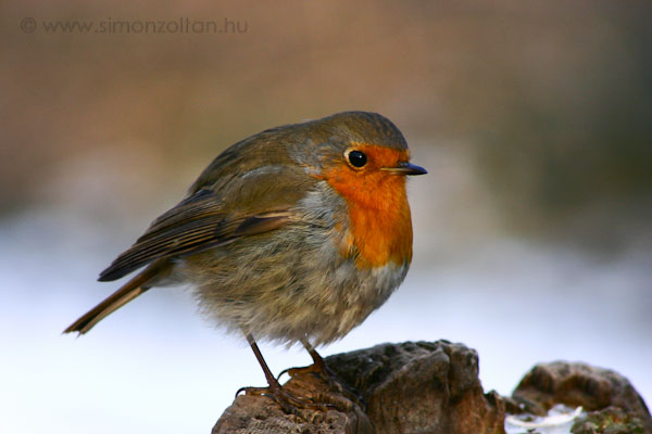 20060124_madarak_0001.JPG - Vrsbegy (Erithacus rubecula).