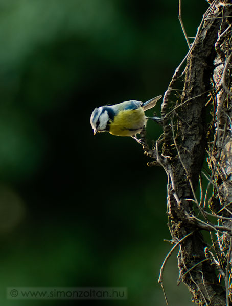 20070318_madarak_0008.JPG - Kk cinege (Parus caeruleus).