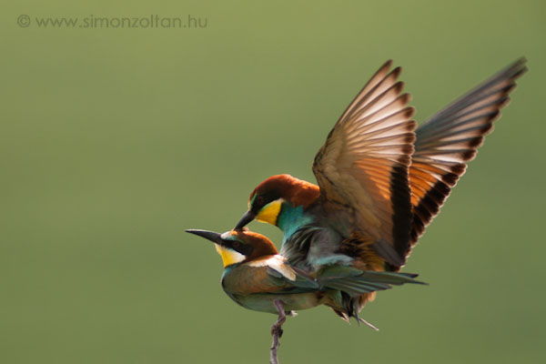 20070520_madarak_0009.JPG - Gyurgyalag (Merops apiaster).2007 nyr elejn sikerlt letemben elszr megfigyelnem a gyurgyalagok udvarlst s przst. Hihetetlen lmny volt. Hort hatrban ismersk segtsgvel talltam rjuk egy olyan rszen ,amit termszetvdelmi terlett szertnnek nyilvntani.