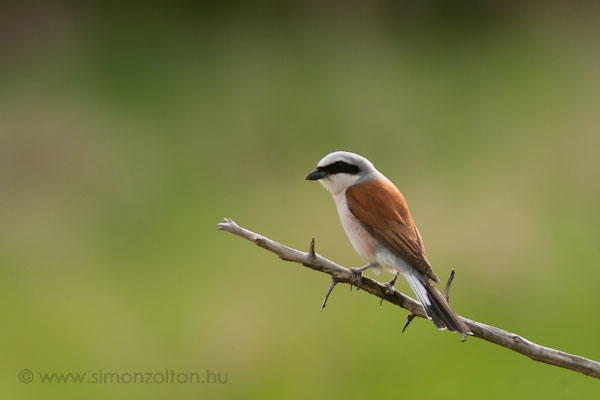 20070520_madarak_0010.JPG - Tvisszr gbics hm (Lanius collurio).