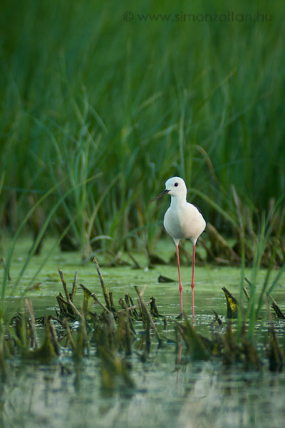 20070608_madarak_0011.JPG - Glyatcs (Himantopus himantopus).