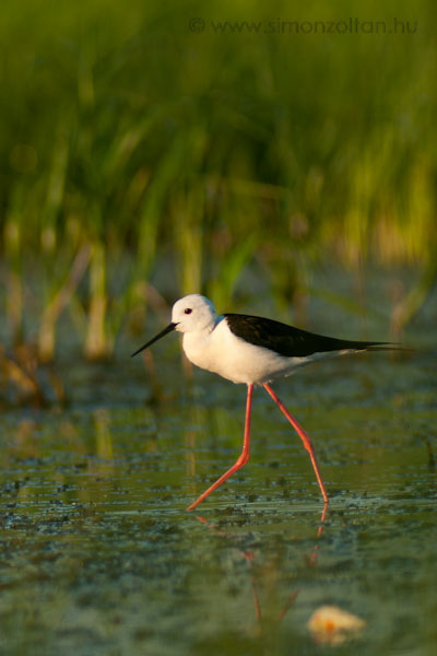 20070609_madarak_0014.JPG - Glyatcs (Himantopus himantopus).