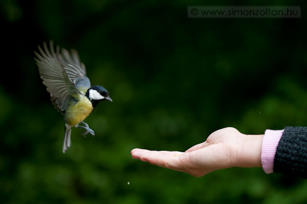 20070909_madarak_0021.JPG - Szncinege (Parus major).