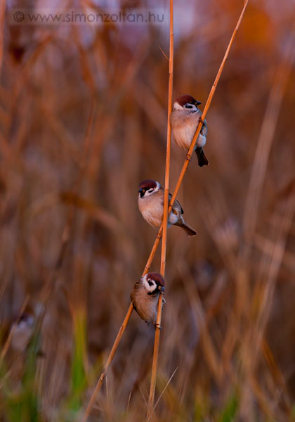 20071104_madarak_0029.JPG - Mezei verb (Passer montanus).Egy szi 2 napos sikertelen lesstrazs utn, a msodik nap vgn mr nem brtam tovbb s kimsztam, hogy ksztsek egy-kt kpet az esti nap fnynl. Ekkor talltam egy mezei verb csapatot egy ndasban.