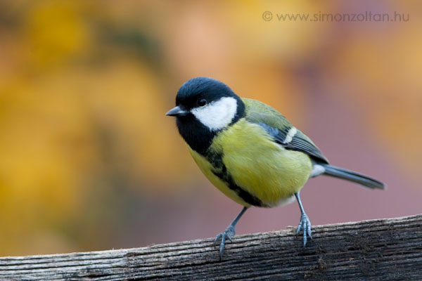 20071105_madarak_0030.JPG - Szncinege (Parus major).Tlen nagyon sokat segthetnk nekik, ha olajos magvat vagy ms magas tprtk tket tesznk ki nekik etetbe. 