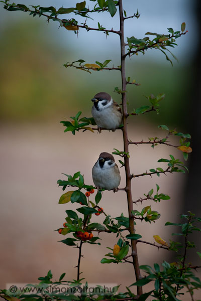 20071110_madarak_0031.JPG - Mezei verb (Passer montanus).